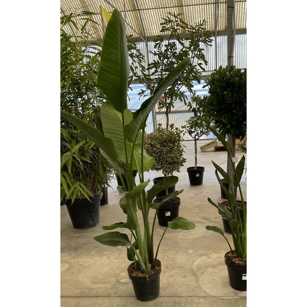 Papagájvirág STRELITZIA NICOLA K9