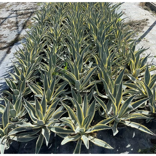 Közönséges agávé  AGAVE AMERICANA MARGINATA K5