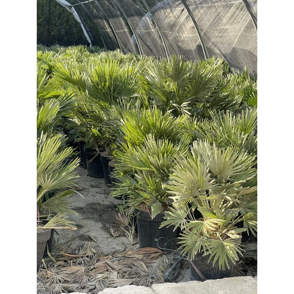 Törpe lószőrpálma CHAMAEROPS HUMILIS COMPACTA K30