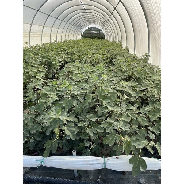 Füge FICUS CARICA BORNHOLM K10