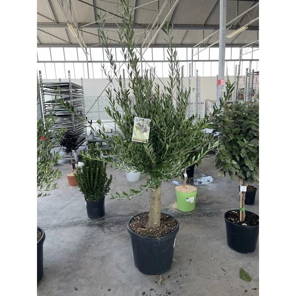 Olajfa   OLEA EUROPAEA T1/2 K50