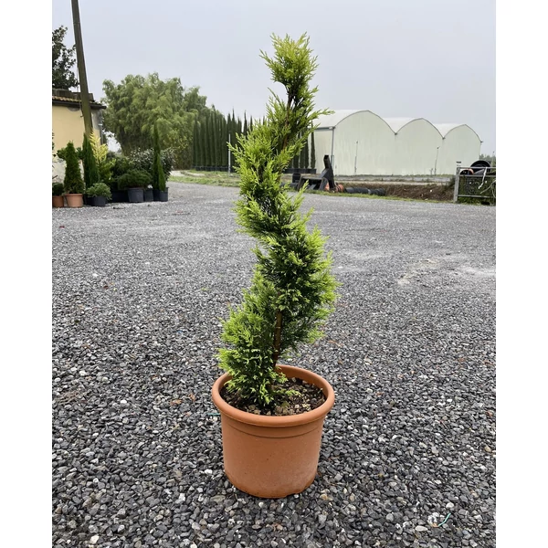 Arany lombú leyland ciprus CUPRESSOCYPARIS LEYLANDII GOLD RIDER SPIRÁL 80/+ K12