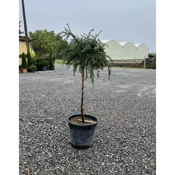 Kék terülő himalájai cédrus CEDRUS DEODARA FEELIN BLUE T60 K15