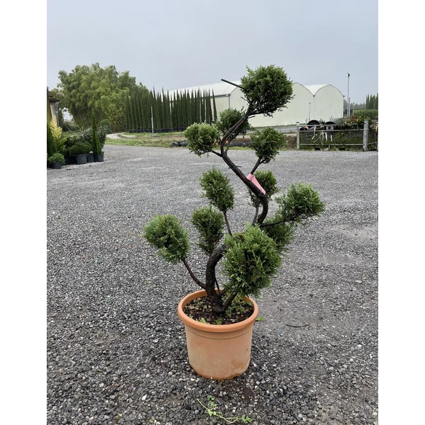 Arany lombú leyland ciprus CUPRESSOCYPARIS LEYLANDII CASTLEWELLAN GOLD POM-PON S FORMA 120/140 K18