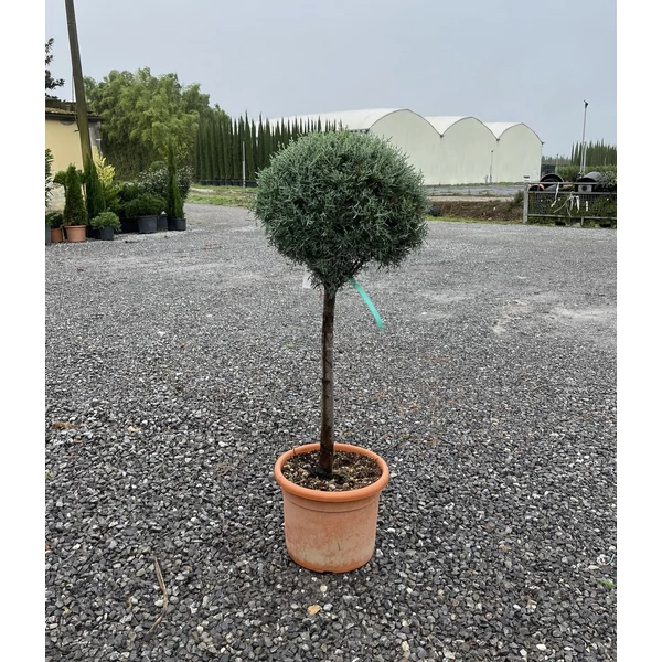 Oszlopos, kék arizoniai ciprus CUPRESSUS ARIZONICA FASTIGIATA T50 K15