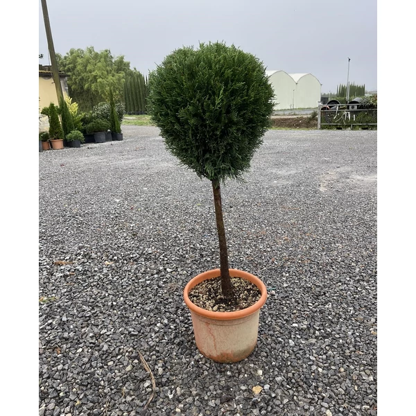 Leyland ciprus   CUPRESSOCYPARIS LEYLANDII PYRAMIDALIS T50 K15