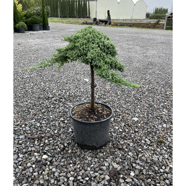Japán törpeboróka   JUNIPERUS PROCUMBENS NANA T40 K12