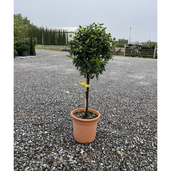 Téli bangita VIBURNUM TINUS T50 K9