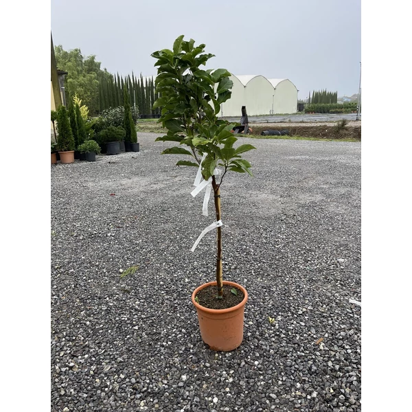Liliomfa    MAGNOLIA SUSAN T50 K9