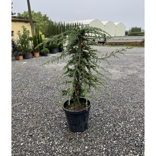 Csüngő himalájai cédrus CEDRUS DEODARA PENDULA 100/120 K25