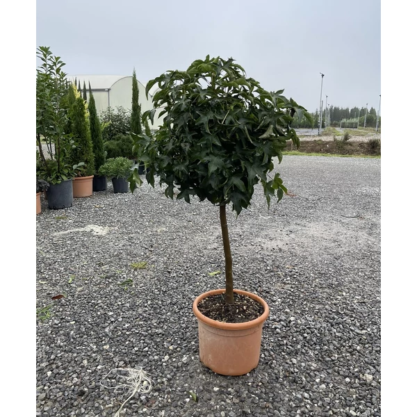 Amerikai ámbrafa   LIQUIDAMBAR STYRACIFLUA GUMBALL T50 K15