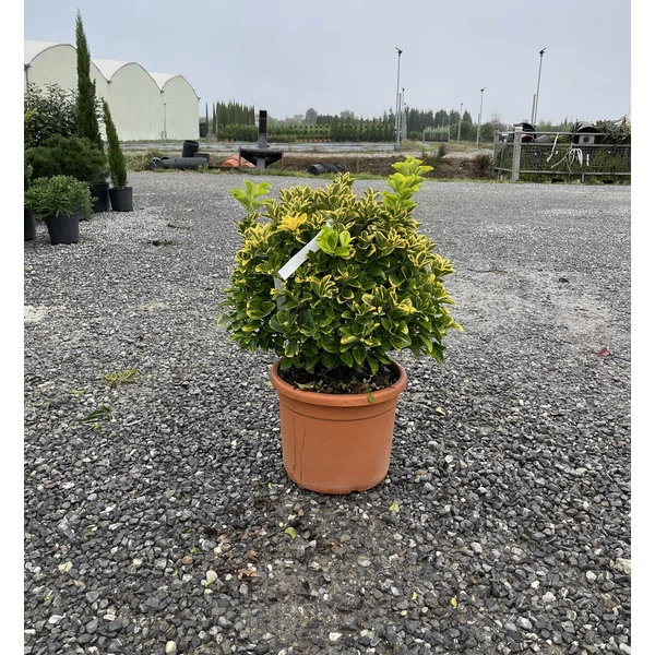 Japán kecskerágó  EUONYMUS JAPONICUS BRAVO GÖMB 40/+ K15 