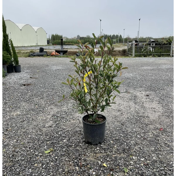 Örökzöld korallberkenye   PHOTINIA FRASERI PINK MARBLE 80/100 K9