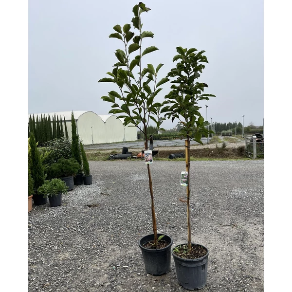 Liliomfa  MAGNOLIA SUSAN T80 K15