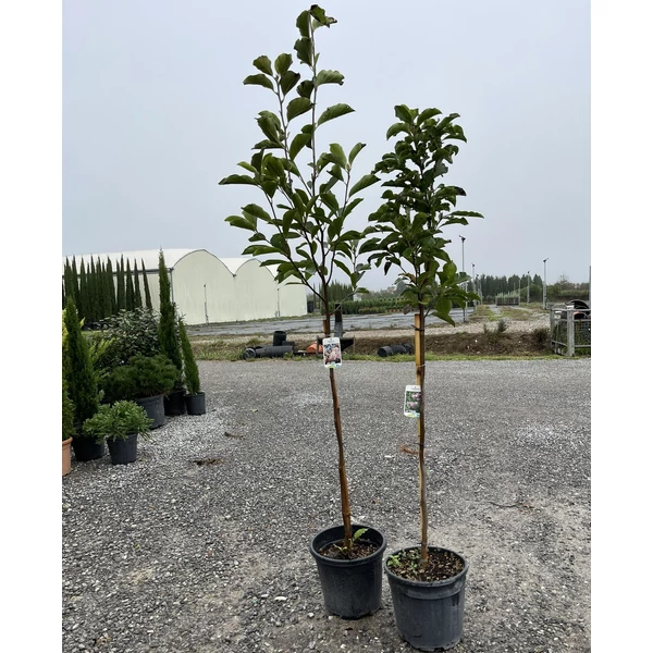 Nagyvirágú liliomfa   MAGNOLIA SOULANGEANA T80 K15