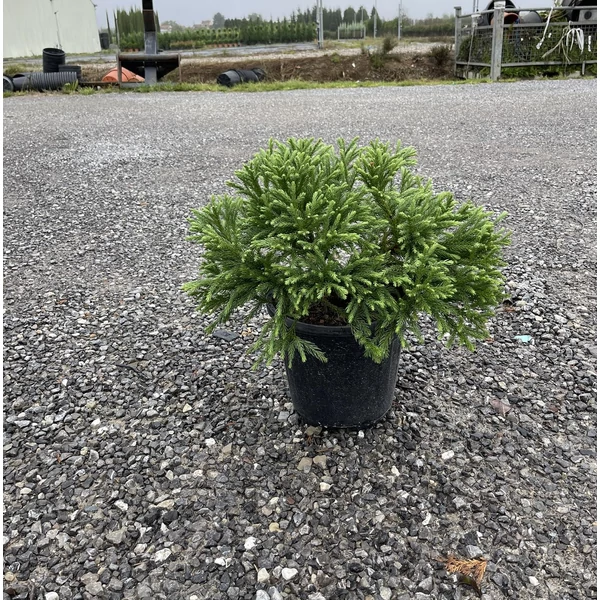 Törpe japán szugifenyő  CRYPTOMERIA JAPONICA GLOBOSA NANA K9