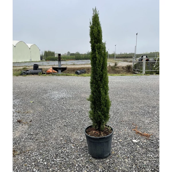 Európai ciprus   CUPRESSUS SEMPERVIRENS TOTEM 100/120 K18
