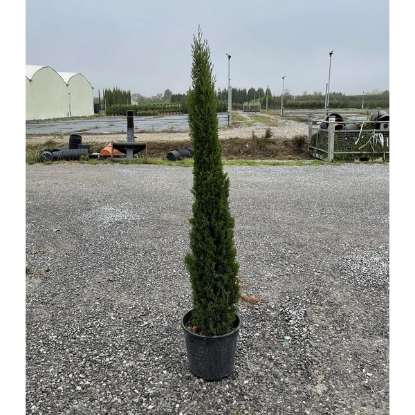 Európai ciprus   CUPRESSUS SEMPERVIRENS TOTEM 120/150 K18/20