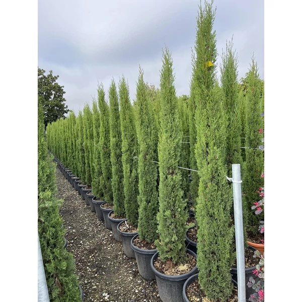Európai ciprus   CUPRESSUS SEMPERVIRENS TOTEM 150/170 K30