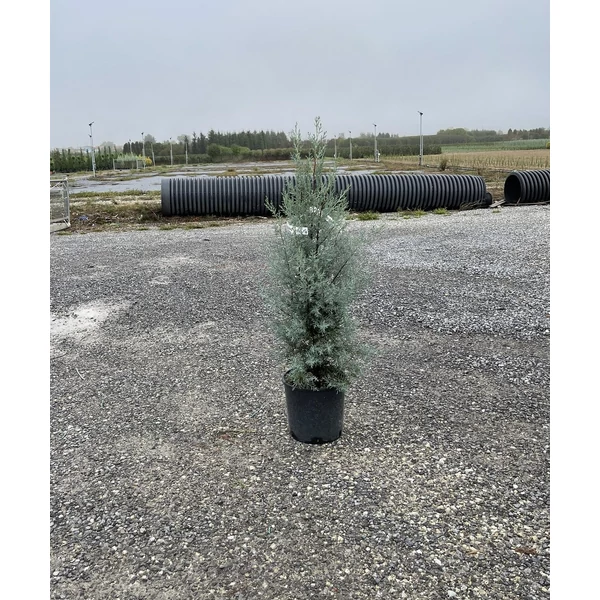 Oszlopos, kék arizoniai ciprus CUPRESSUS ARIZONICA FASTIGIATA 80/10 K9