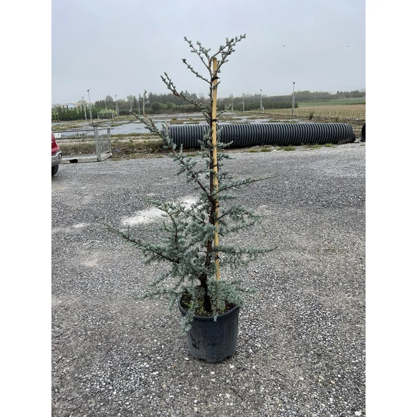 Atlasz cédrus   CEDRUS ATLANTICA GLAUCA 125/150 K20