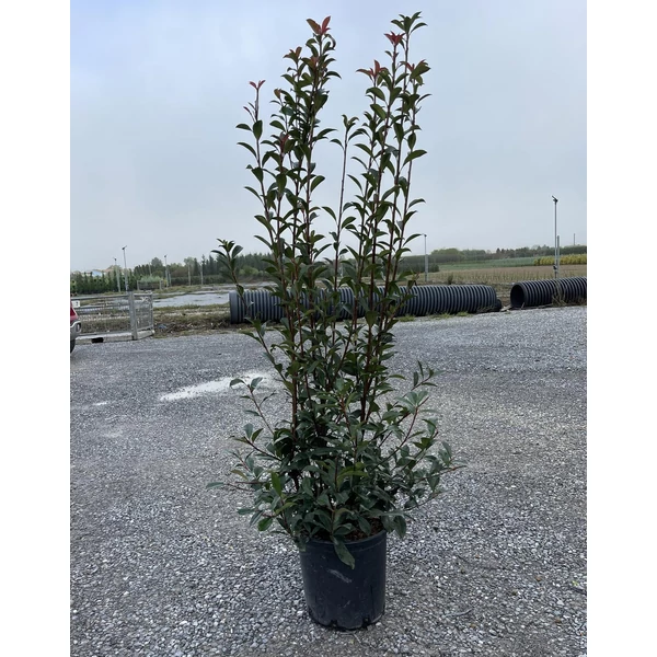 Örökzöld korallberkenye  PHOTINIA FRASERI COMPACTA 100/120 K20