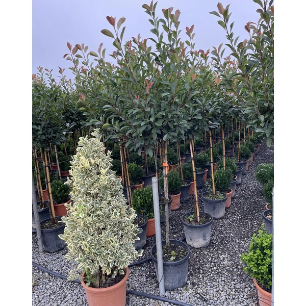 Örökzöld korallberkenye  PHOTINIA FRASERI RED ROBIN T80 K20