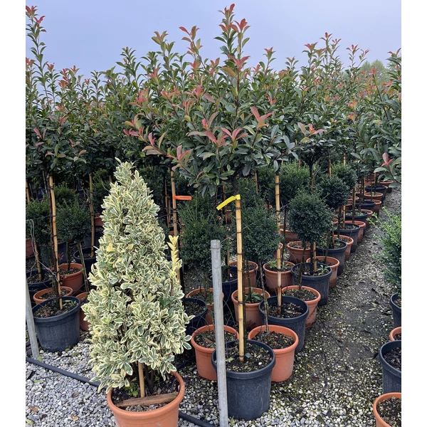 Örökzöld korallberkenye  PHOTINIA FRASERI COMPACTA T80 K20