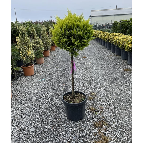 Arany lombú leyland ciprus CUPRESSOCYPARIS LEYLANDII GOLD RIDER T80 K18/20