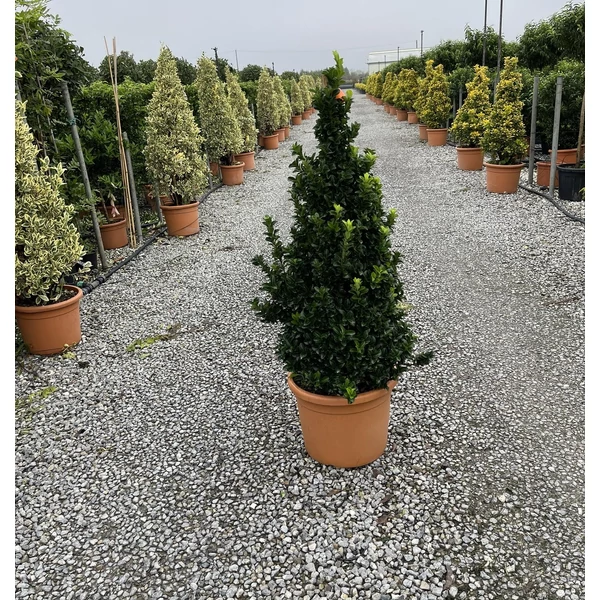 Japán kecskerágó   EUONYMUS JAPONICUS BENKOMASAKI ERECTA KÚP K25
