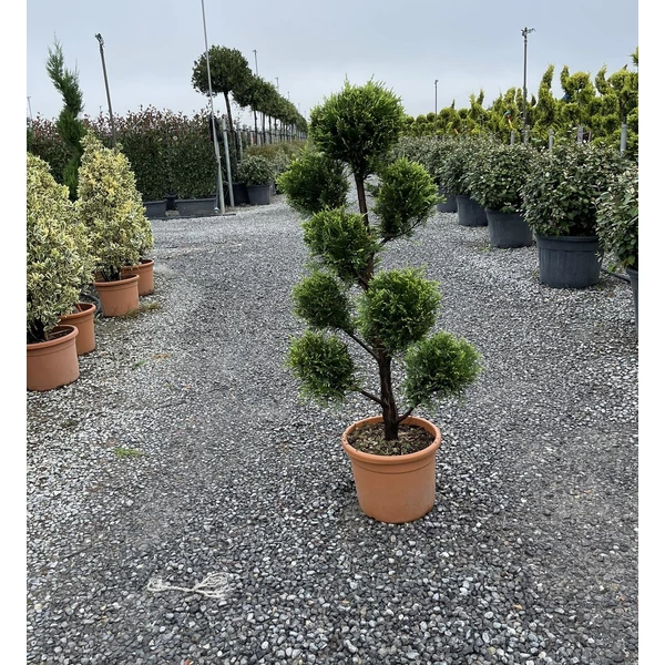 Arany lombú leyland ciprus CUPRESSOCYPARIS LEYLANDII CASTLEWELLAN GOLD POM-PON 100/120 K15