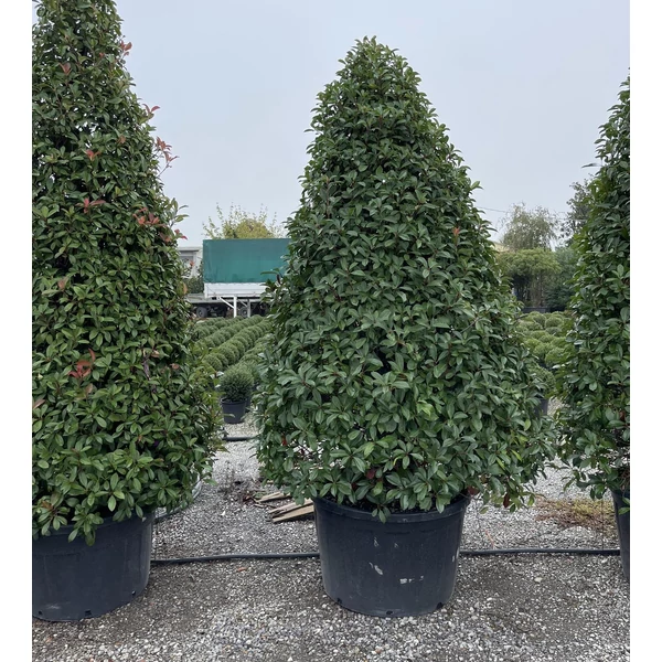 Örökzöld korallberkenye   PHOTINIA FRASERI RED ROBIN KÚP 250/300 K230