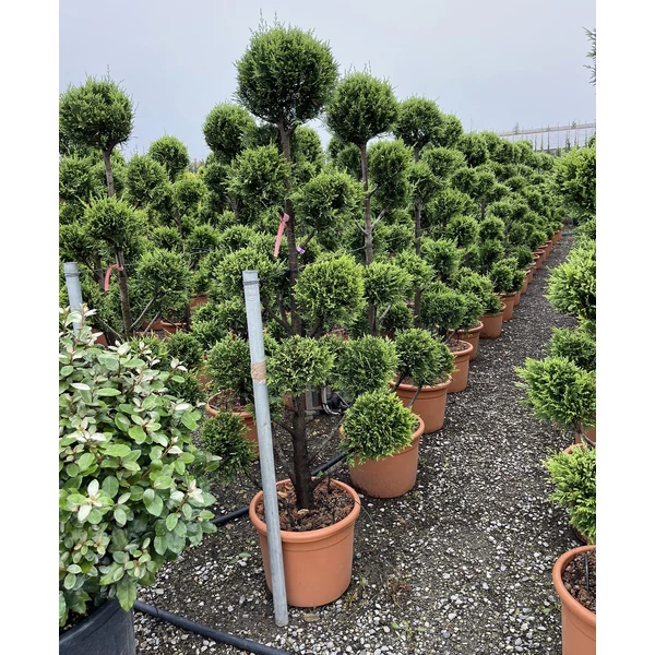Arany lombú leyland ciprus CUPRESSOCYPARIS LEYLANDII CASTLEWELLAN GOLD POM-PON 150/170 K25