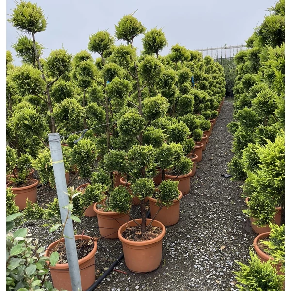 Arany lombú leyland ciprus CUPRESSOCYPARIS LEYLANDII GOLD RIDER POM-PON 150/170 K25