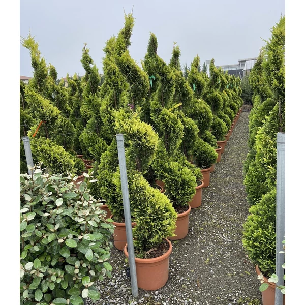 Arany lombú leyland ciprus CUPRESSOCYPARIS LEYLANDII GOLD RIDER SPIRÁL 150/170 K25