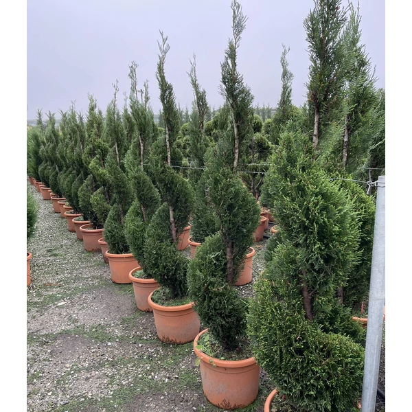 Leyland ciprus   CUPRESSOCYPARIS LEYLANDII PYRAMIDALIS SPIRÁL 150/170 K25