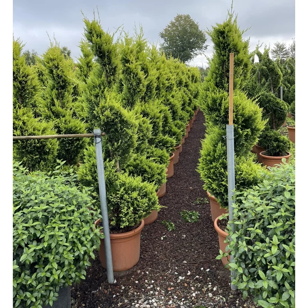 Arany lombú leyland ciprus CUPRESSOCYPARIS LEYLANDII GOLD RIDER SPIRÁL 175/200 K35