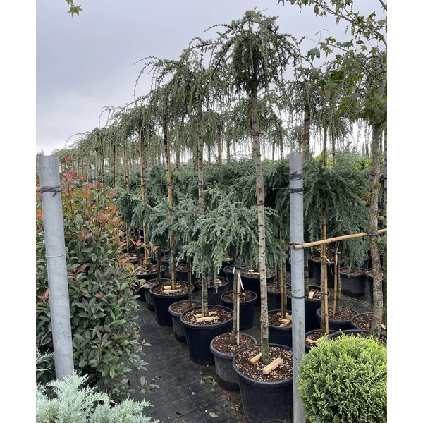 Kék csüngő atlasz cédrus CEDRUS ATLANTICA GLAUCA PENDULA T200 K55