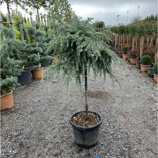 Kék terülő himalájai cédrus CEDRUS DEODARA FEELIN BLUE T80 K25