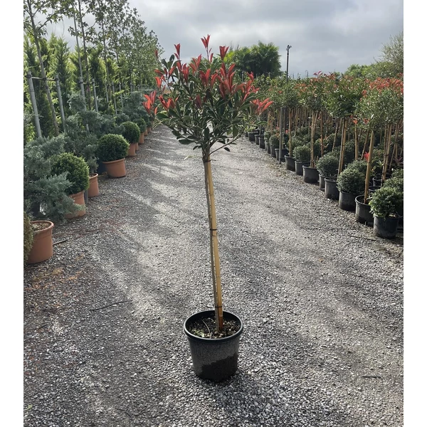 Örökzöld korallberkenye   PHOTINIA FRASERI PINK MARBLE T80 K15