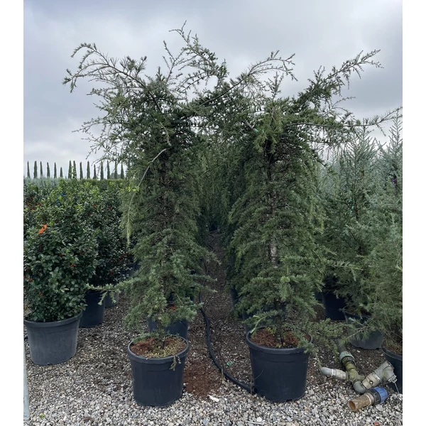 Libanoni cédrus   CEDRUS LIBANI K45