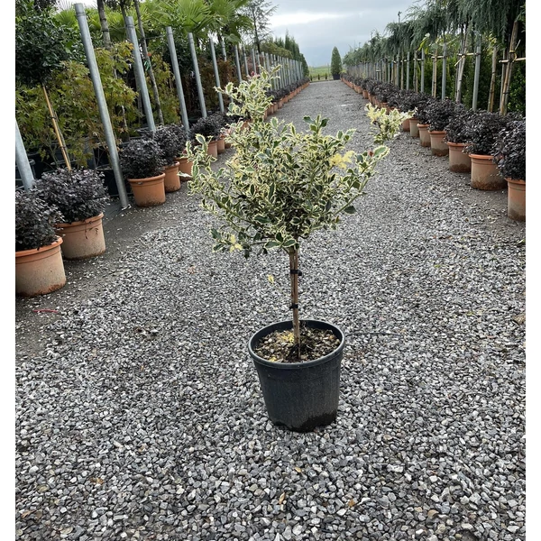 Közönséges magyal   ILEX AQUIFOLIUM ARGENTEOMARGINATA T50 K15