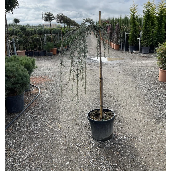 Kék csüngő atlasz cédrus CEDRUS ATLANTICA GLAUCA PENDULA T120 K20