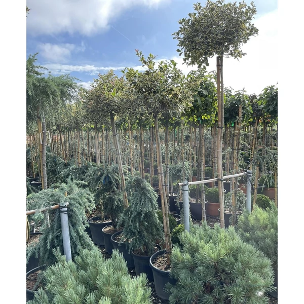 Közönséges magyal   ILEX AQUIFOLIUM ARGENTEOMARGINATA T150 K35