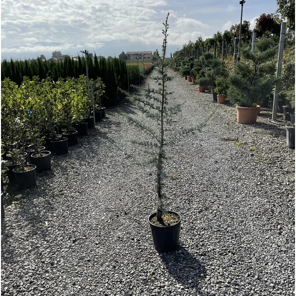 Atlasz cédrus   CEDRUS ATLANTICA GLAUCA 100/+ K7,5