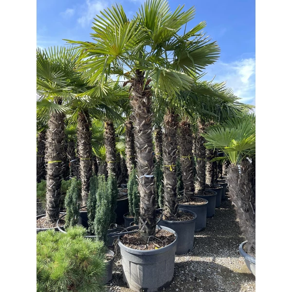 Kínai kenderpálma  CHAMAEROPS EXCELSA T200/220 K210