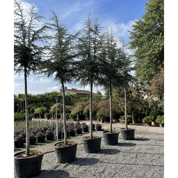 Himalájai cédrus   CEDRUS DEODARA ROBUSTA 250/+ K180