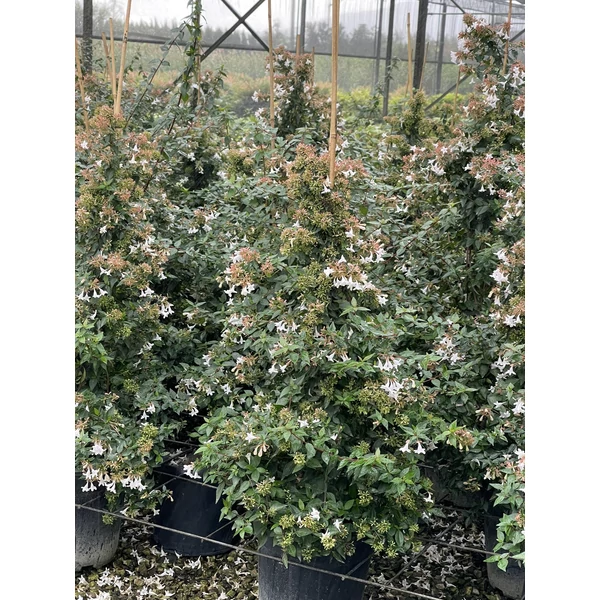 Nagyvirágú tárnicslonc   ABELIA GRANDIFLORA KÚP100/120 K10