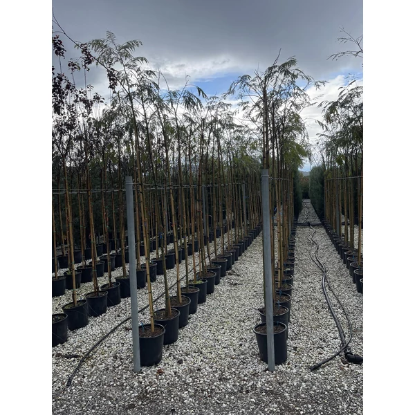 Selyemakác ALBIZIA JULIBRISSIN 6/8 K18