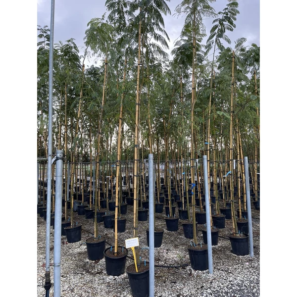 SelyemakácALBIZIA JULIBRISSIN T200 8/10 K25